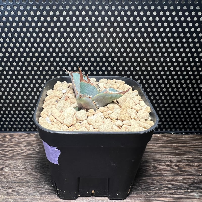 アガベ　チタノタ　狂戦士　発根済み アガベチタノタ【狂戦士】 子株 発根済み | Miura Farm