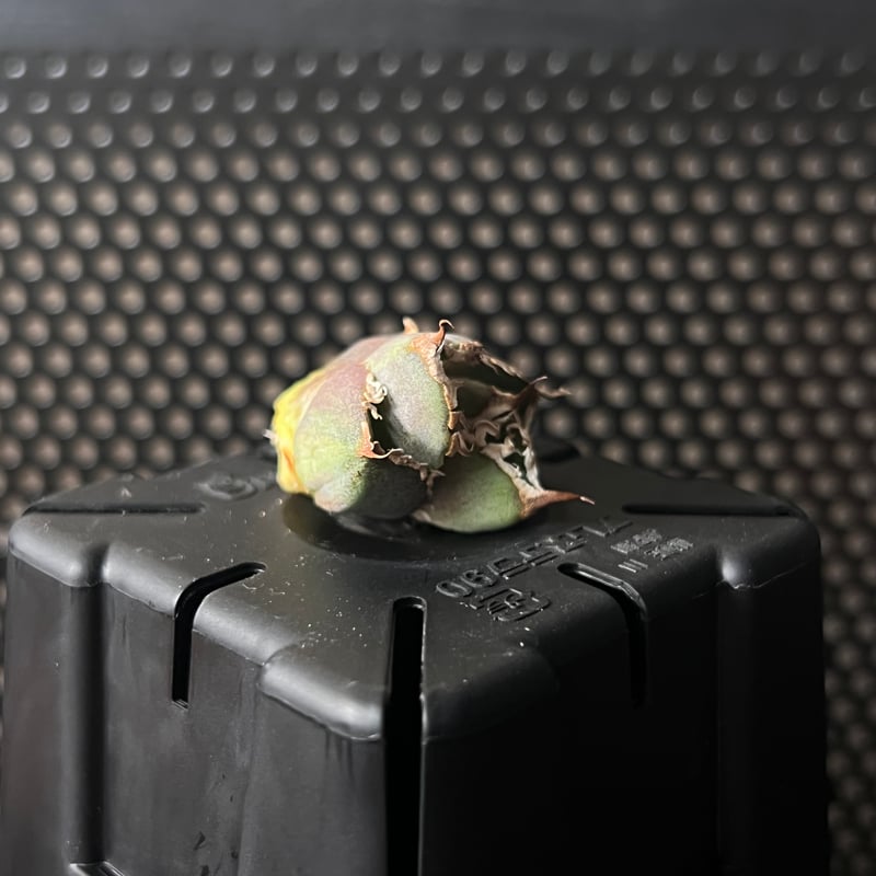 ラスト株【APOLLO】オリジナルネームド育成株直の子株 未発根 | Miura Farm