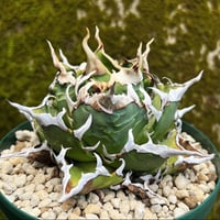 オアハカワイルド子株【MW001】育成株直の子株 | Miura Farm