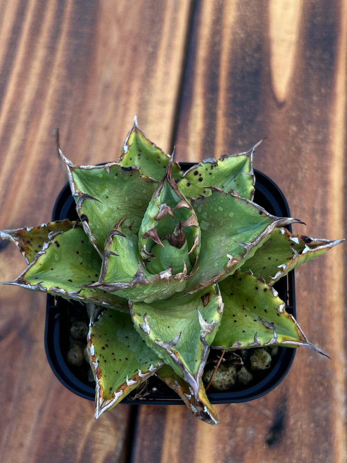 アガベ　狂刺夕映　引退株 アガベ 狂刺夕映 引退株