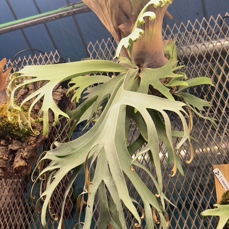 platycerium LEONIDS板付子株 | Miura Farm