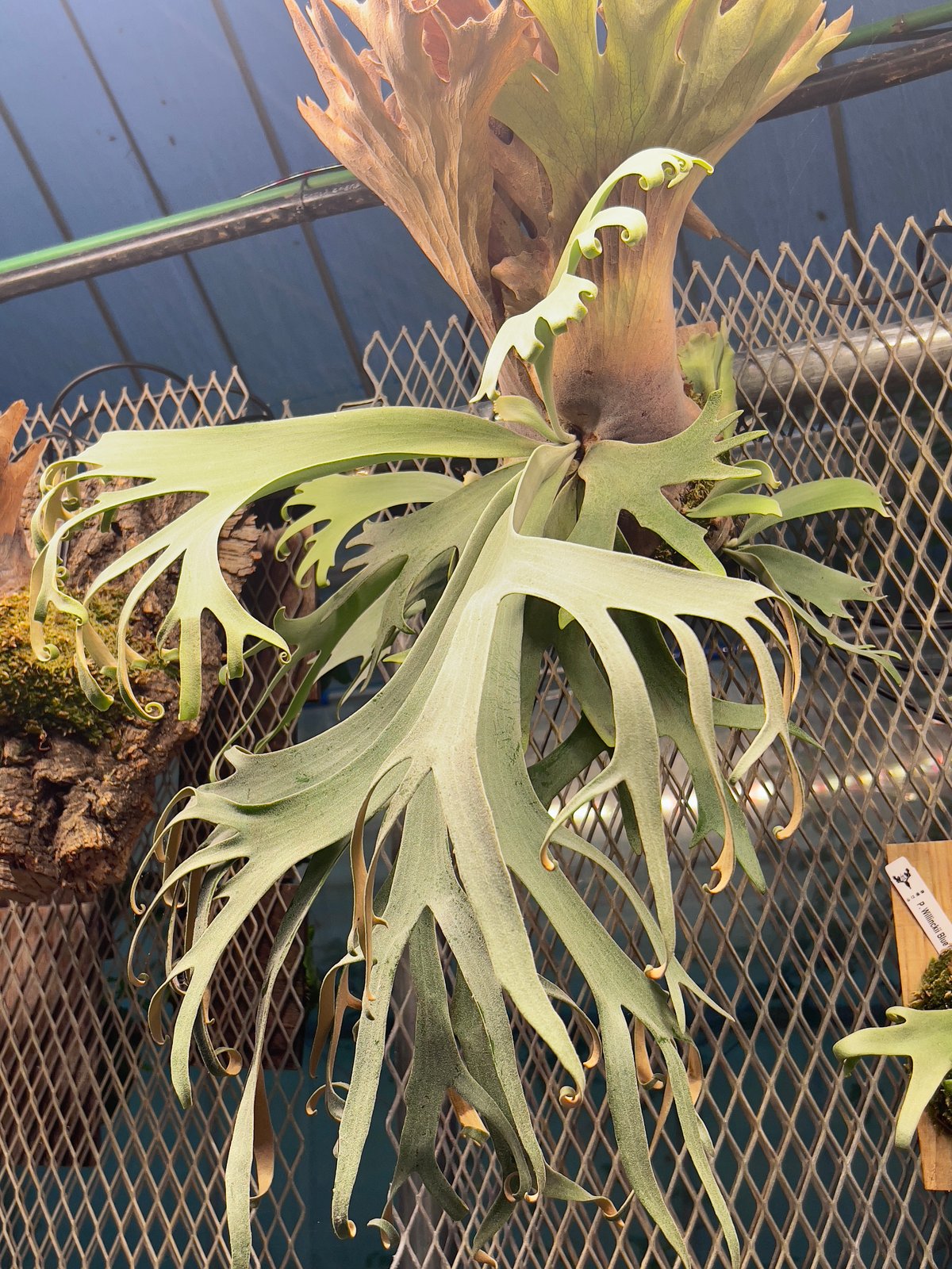 platycerium LEONIDS板付子株 | Miura Farm