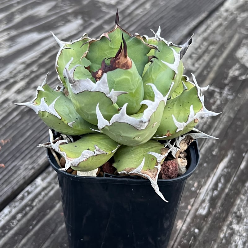 アガベ【姫厳竜】中株 | Miura Farm