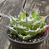 アガベ チタノタ【ヤクザシーザー】発根済み子株 | Miura Farm