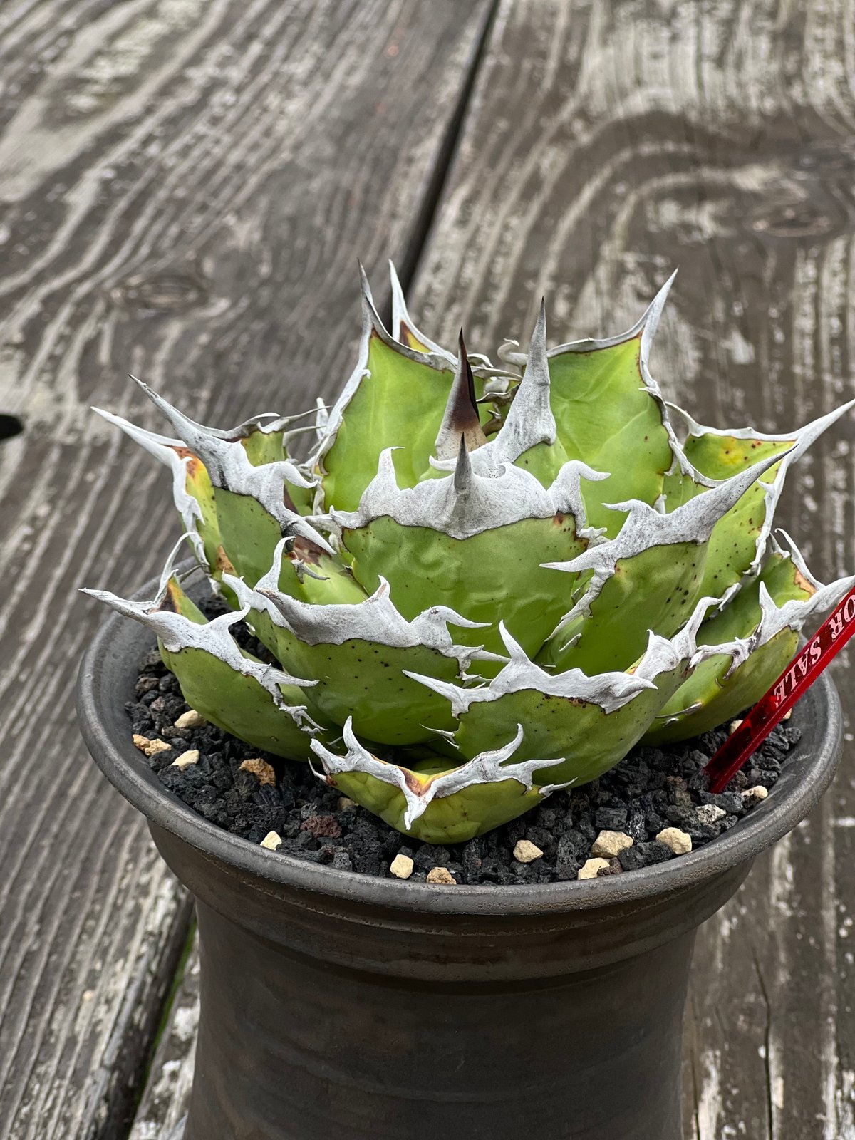 アガベ チタノタ 狂鯨 Berlin oc2 アガベチタノタ狂戦士berlin産