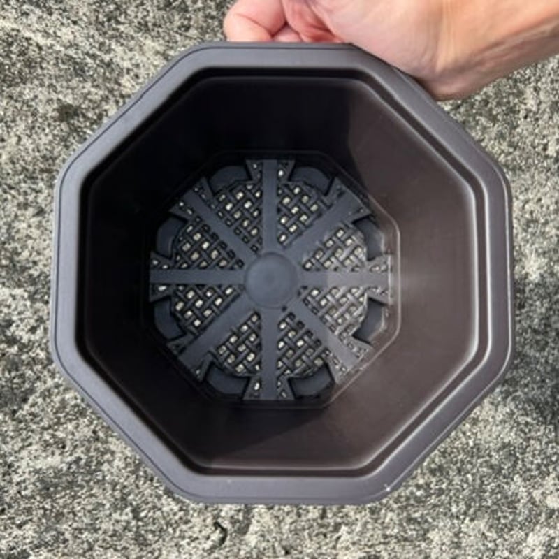 台湾八角プラ鉢/7号鉢 | Miura Farm