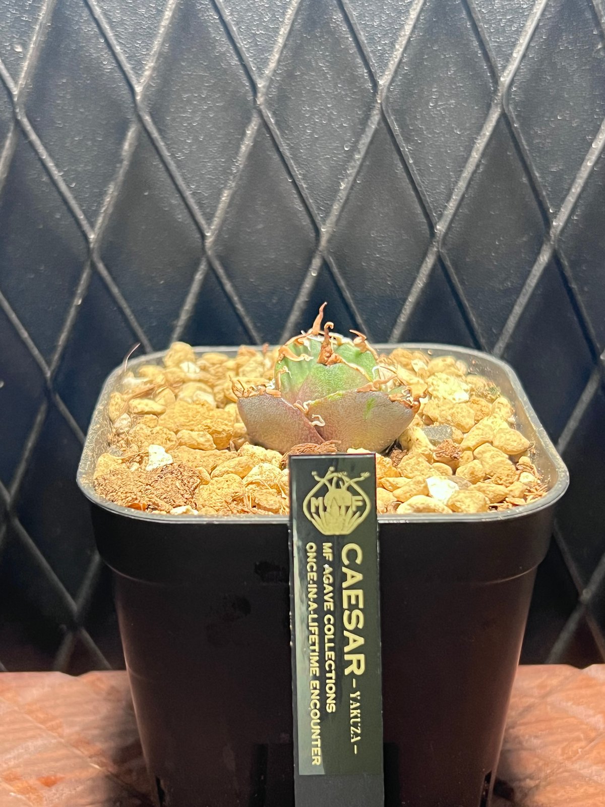 アガベ チタノタ【ヤクザシーザー】発根済み子株 | Miura Farm