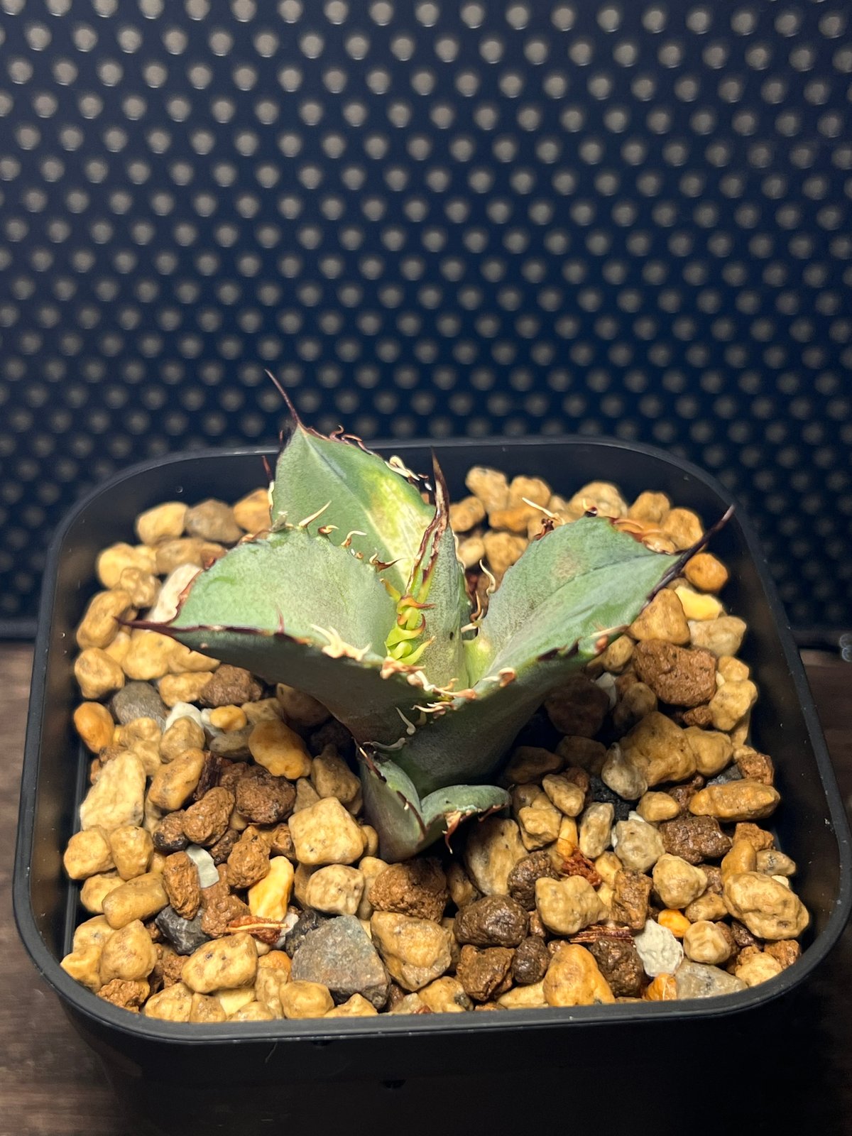 幽霊】育成株直の子株 発根済み | Miura Farm