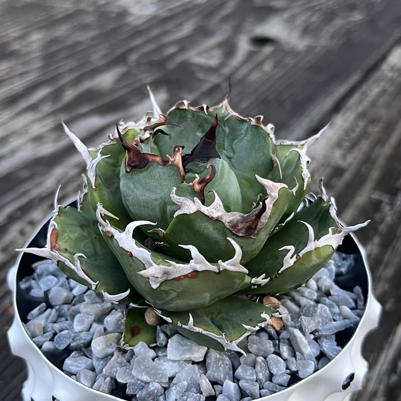 アガベ 4株セット　阿修羅 SAD 白鯨 蟹 アガベ【白鯨】中株 | Miura Farm