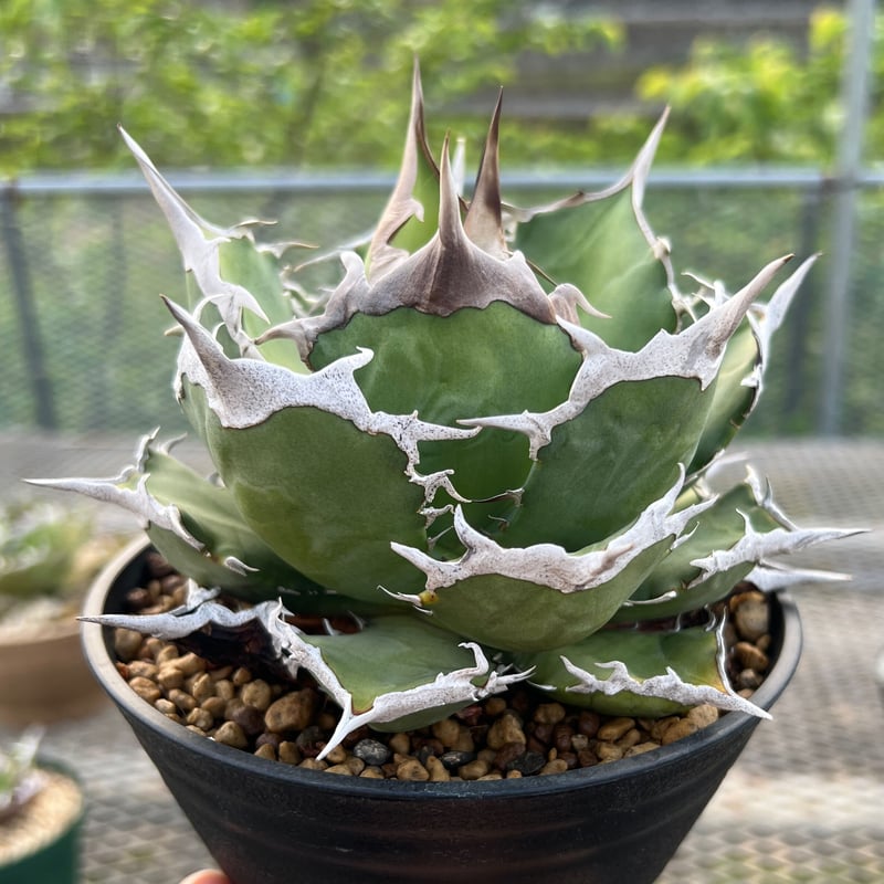 翼竜 agave titanota プテラノドン 発根済子株 アガベ チタノタ 子株