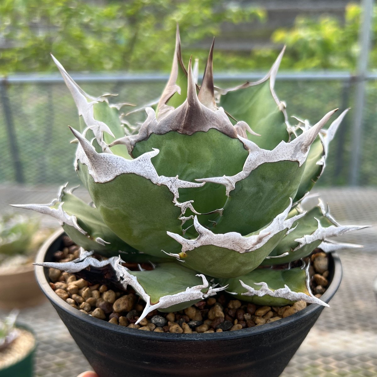 Agave titanota アガベ チタノタ 黒犀牛 狂戦士 強刺 - 植物