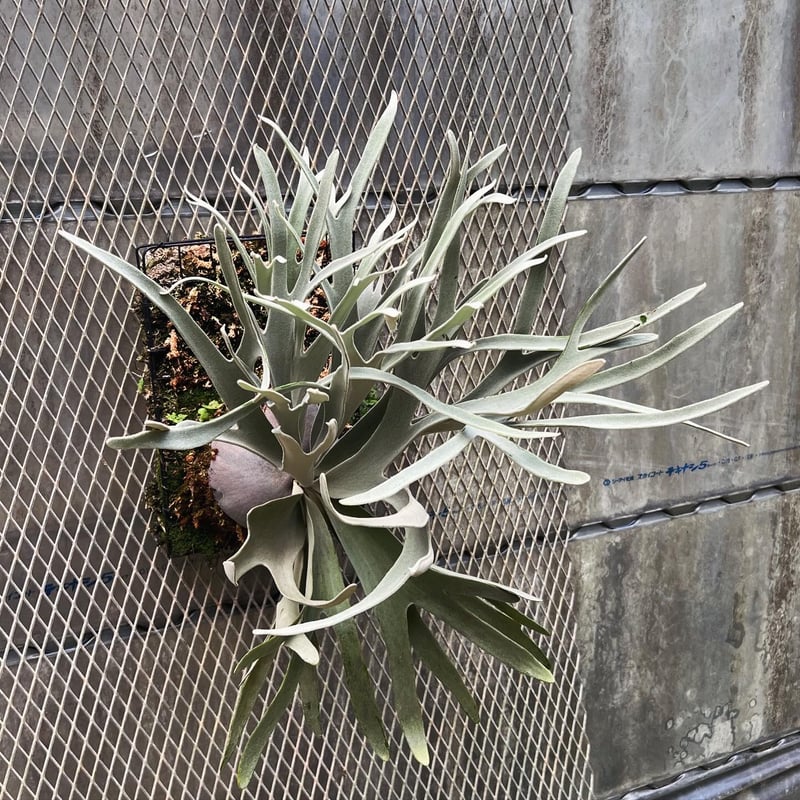 platycerium Elsa板付子株 | Miura Farm
