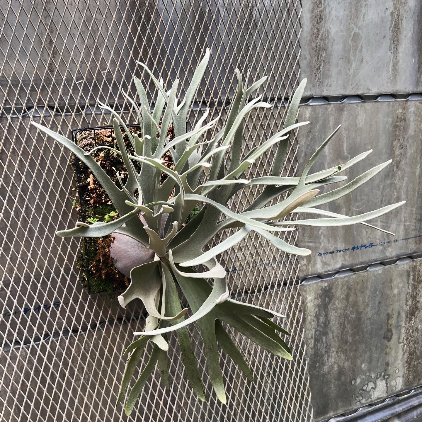 platycerium Elsa板付子株 | Miura Farm