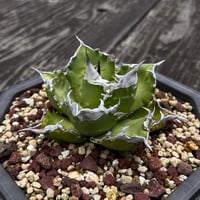 アガベ チタノタ【ヤクザシーザー】発根済み子株 | Miura Farm