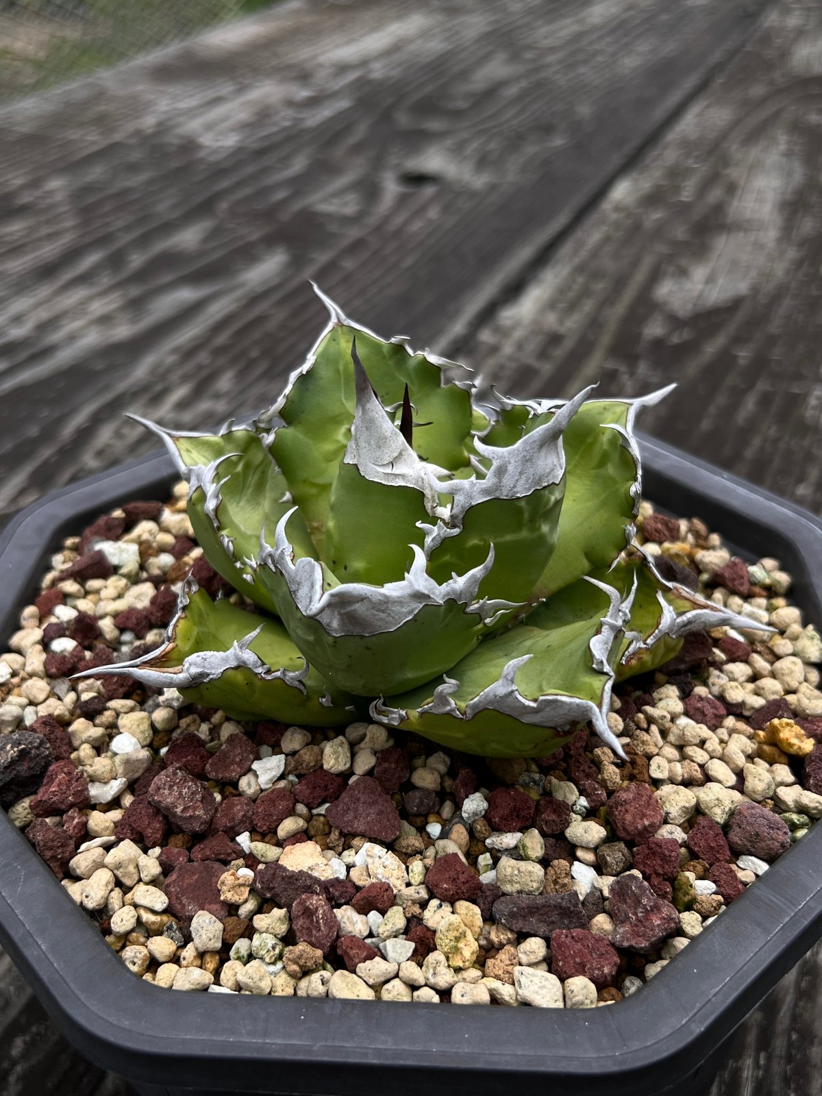 【超希少】アガベ　ホワイトサファイア　発根済み子株 ホワイトファイヤー】育成株直の子株 発根済み | Miura Farm