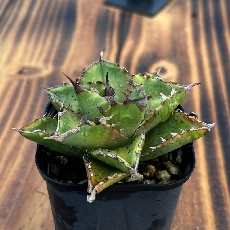 アガベ【狂刺夕映】小株 | Miura Farm