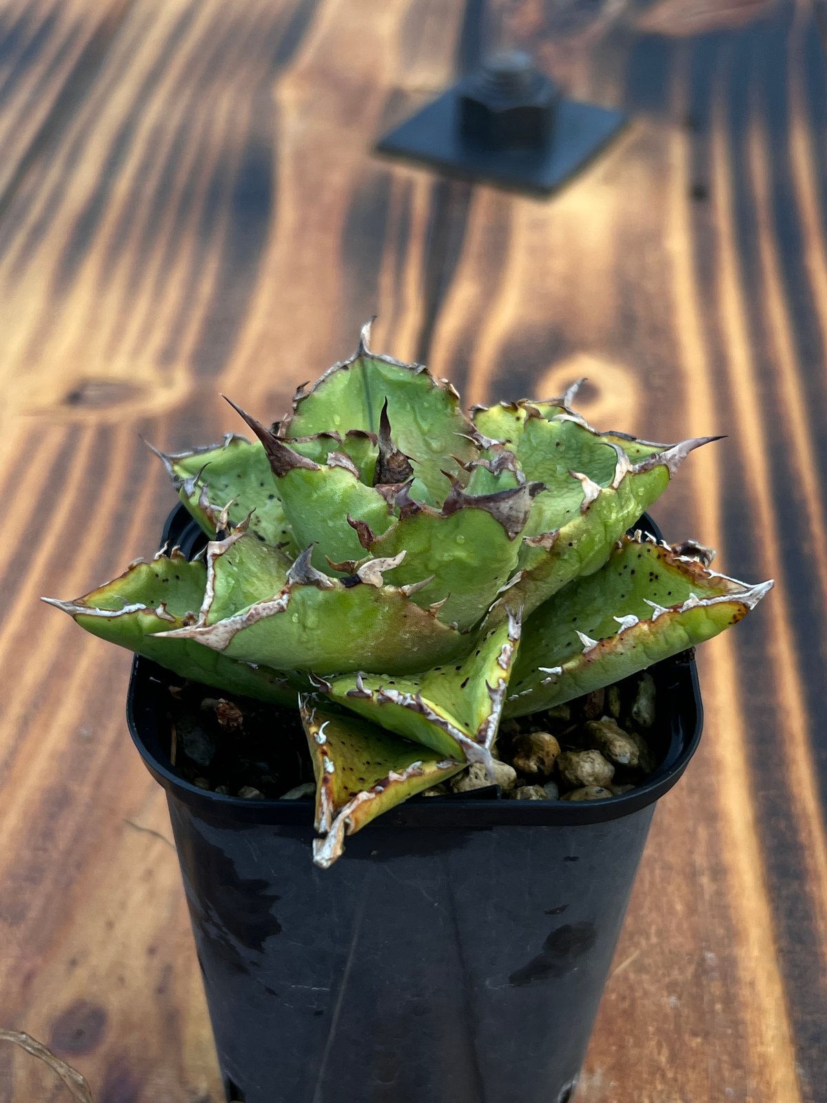 アガベ【狂刺夕映】小株 | Miura Farm