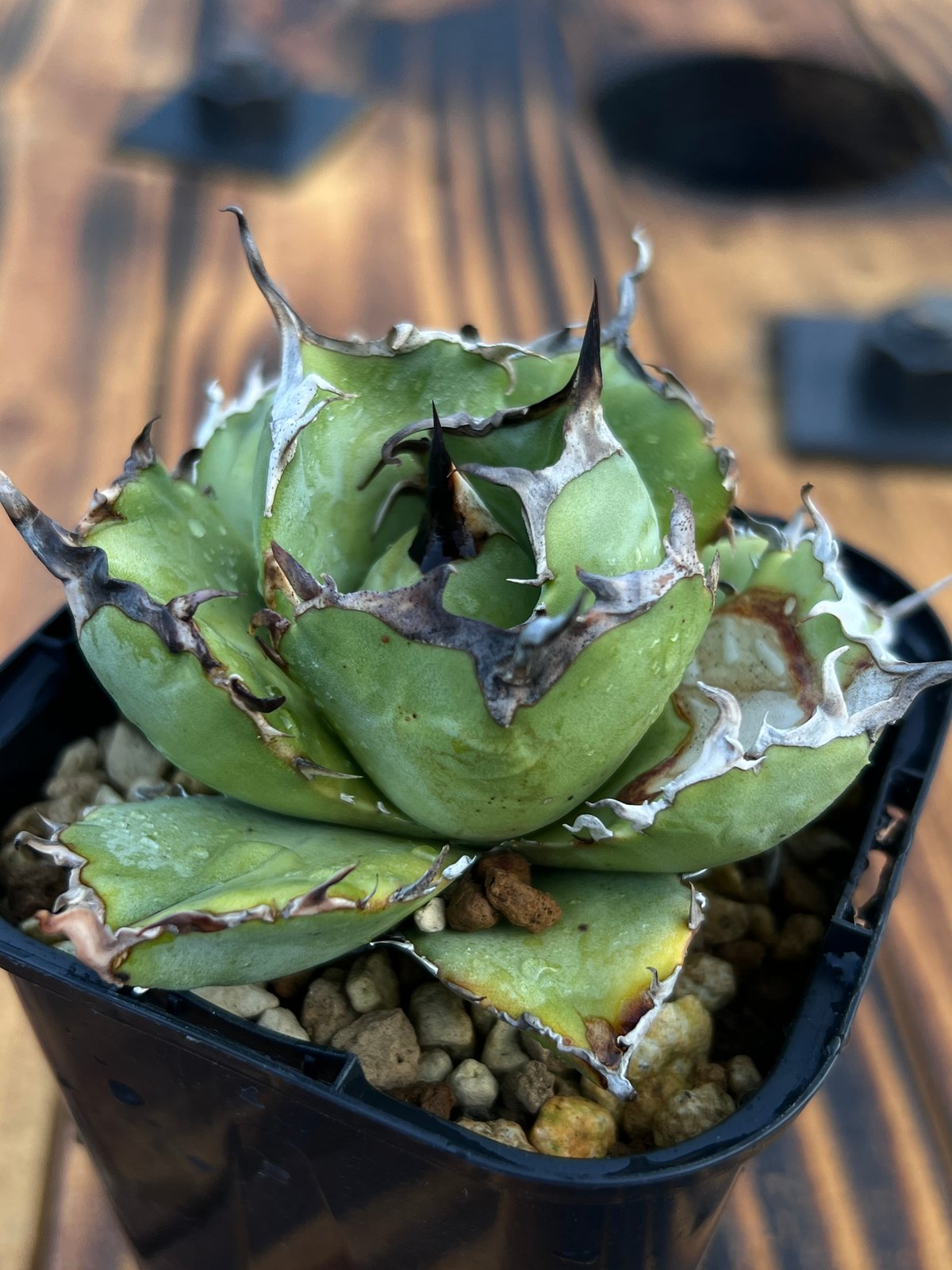 アガベ【白鯨】小株 | Miura Farm