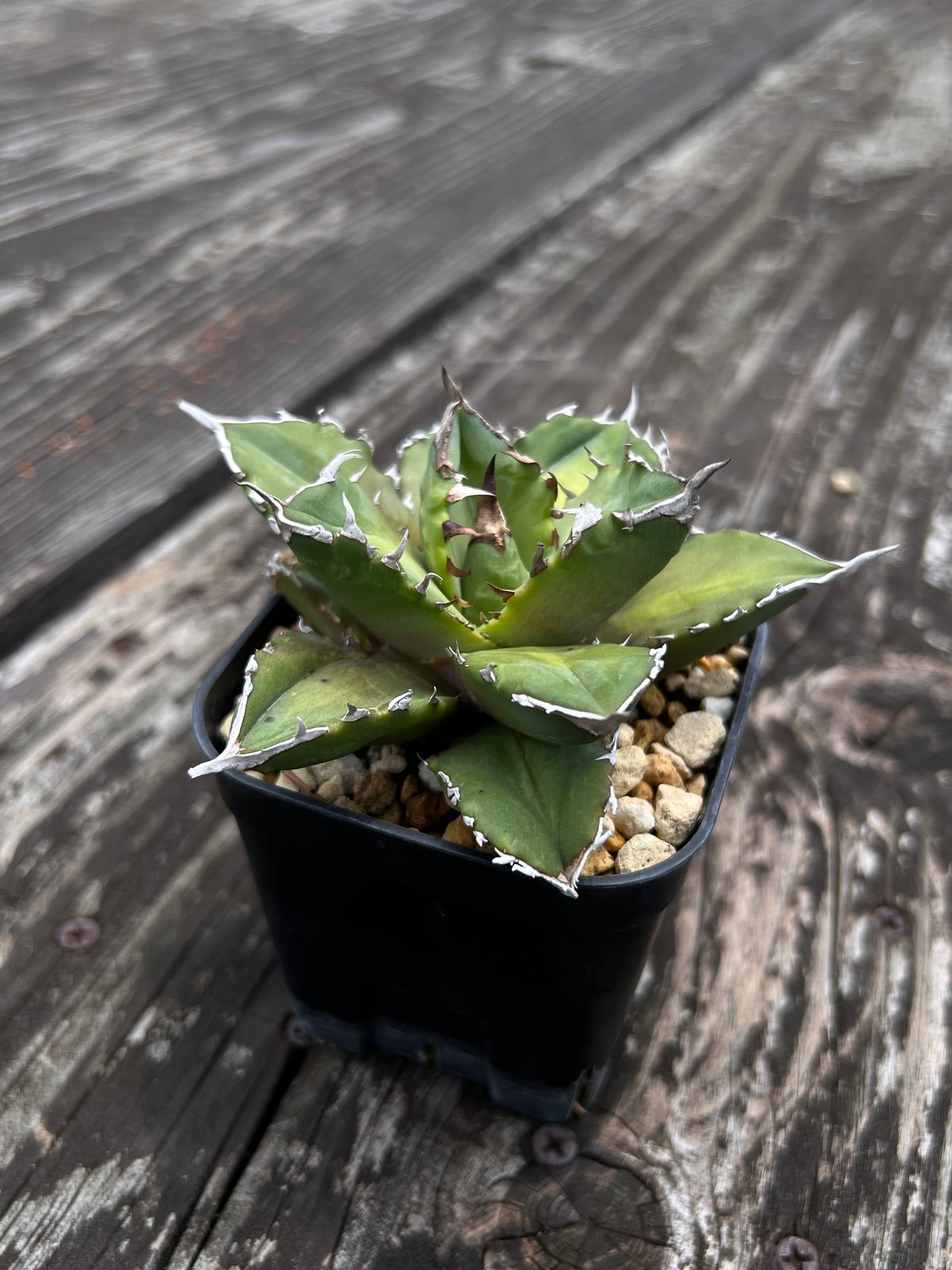 ホワイトファイヤー】育成株直の子株 発根済み | Miura Farm