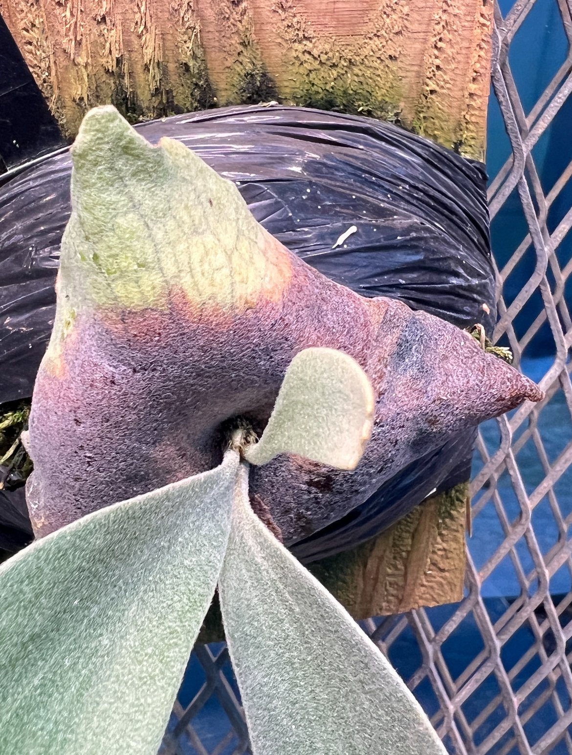 platycerium LEONIDS板付子株 | Miura Farm