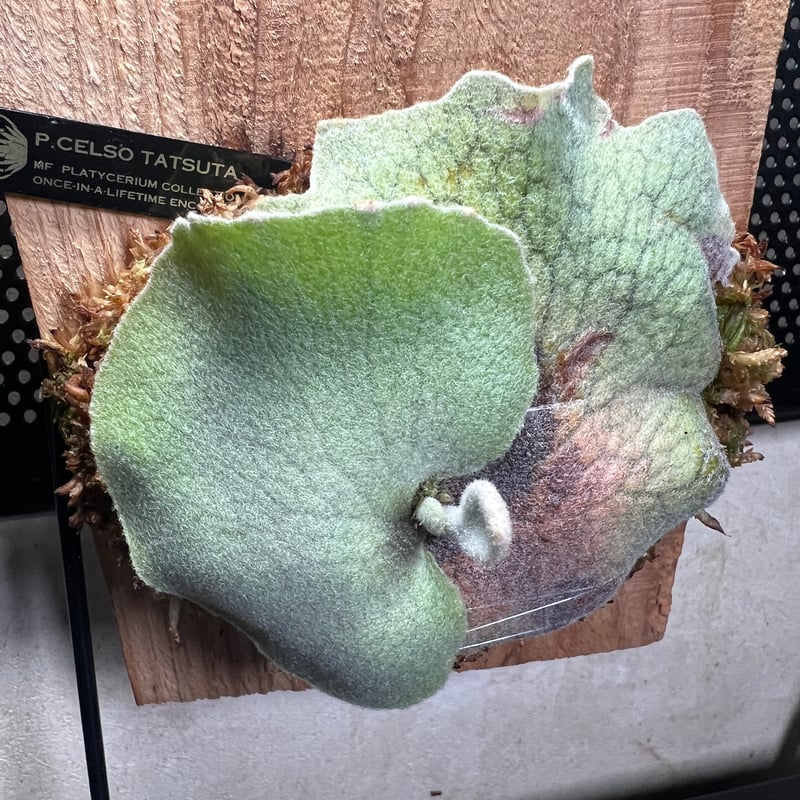 ビカクシダ セルソタツタ（willinckii celso tatsuta) 【公式通販】