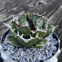 アガベ チタノタ【ヤクザシーザー】発根済み子株 | Miura Farm
