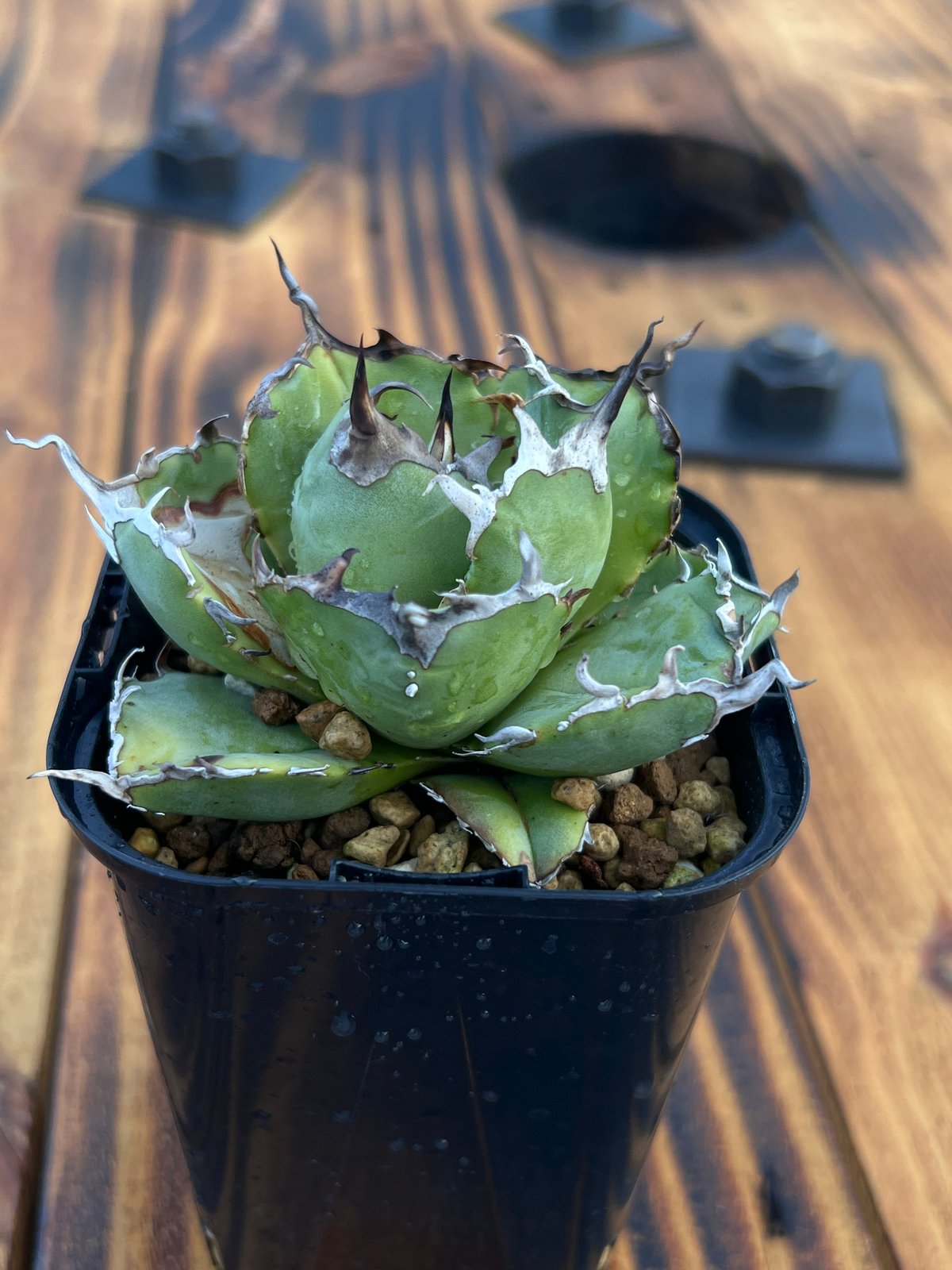 アガベ【白鯨】小株 | Miura Farm