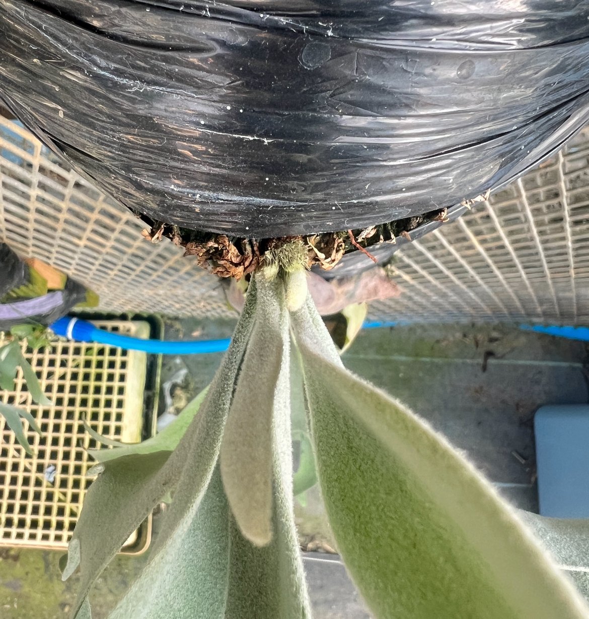 【51】P. Elsa エルサ　小株　板付 51】P. Elsa エルサ 小株 板付