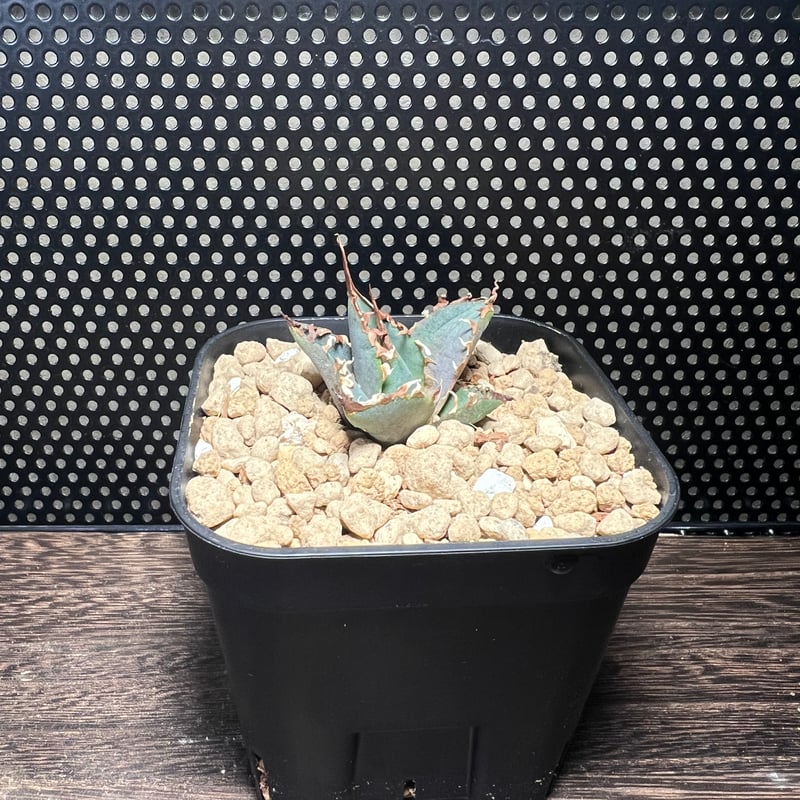 アガベチタノタ【狂戦士】 子株 発根済み | Miura Farm