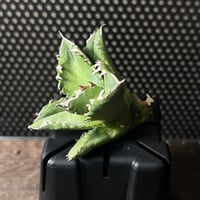 アガベ チタノタ【ヤクザシーザー】発根済み子株 | Miura Farm