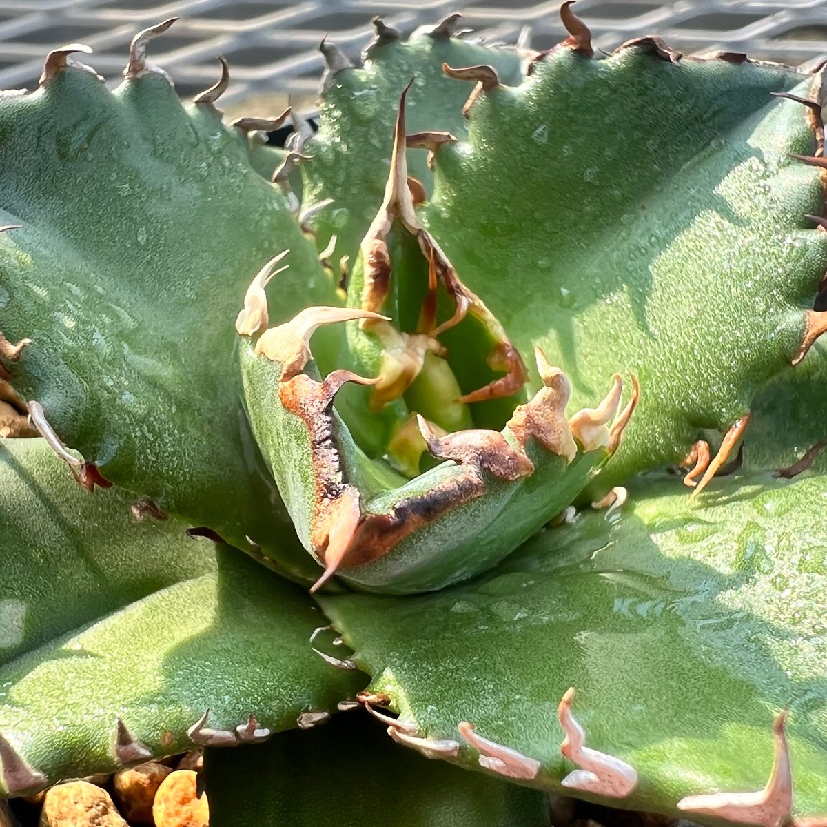 アガベ チタノタ 悪魔くん 子株