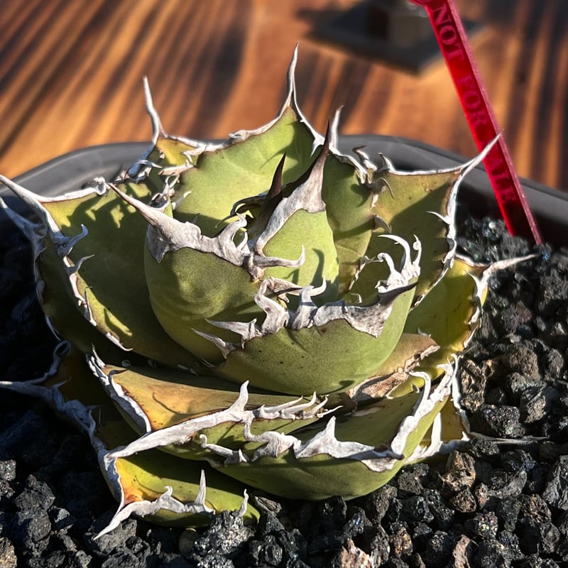 アガベ チタノタ シャークソーイ 発根済み