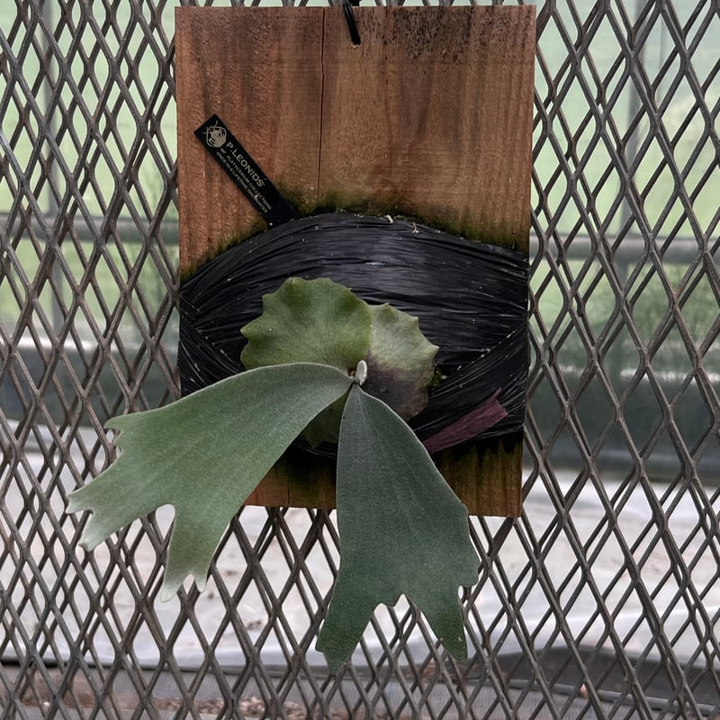 platycerium LEONIDS板付子株 | Miura Farm