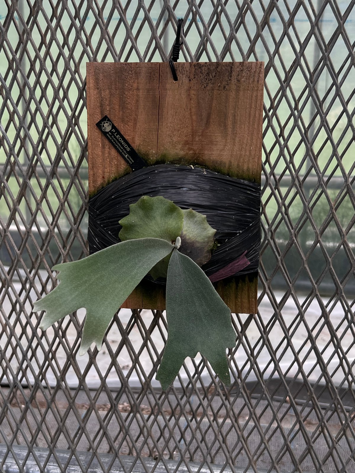 platycerium LEONIDS板付子株 | Miura Farm