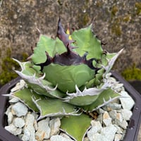 白犀牛】カキコ子株 | Miura Farm