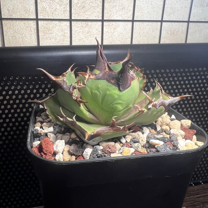 狂闘牛】 (DENNIS043) 育成株直の子株 発根済み | Miura Farm