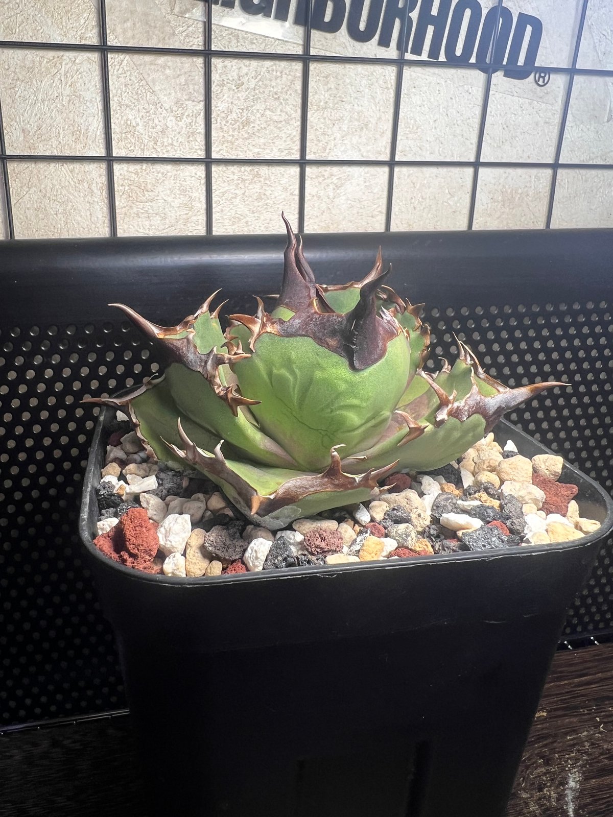 狂闘牛】 (DENNIS043) 育成株直の子株 発根済み | Miura Farm