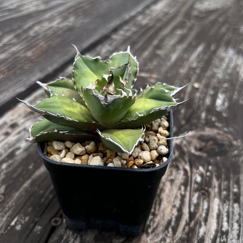 アガベ　ホワイトファイヤー　中株 アガベ ホワイトファイヤー 中株 アガベ チタノタ ホワイトファイヤー