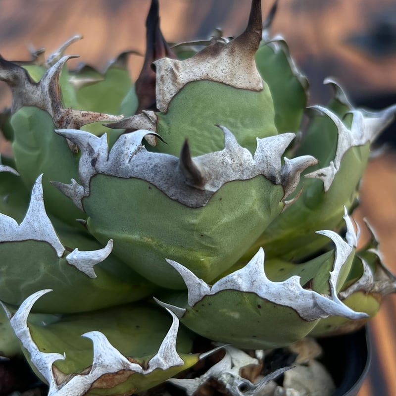 アガベ【姫厳竜】中株 | Miura Farm