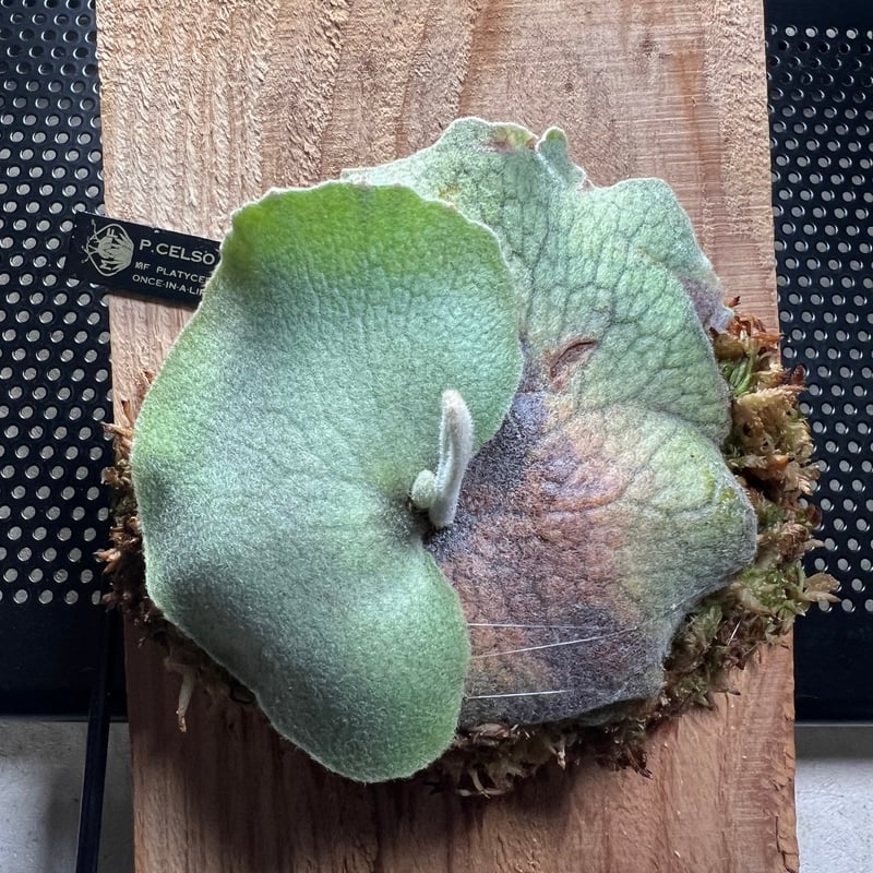 platycerium CELSO TATSUTA板付子株 | Miura Farm