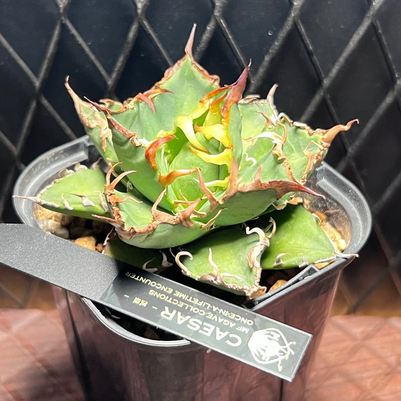 厳選チタノタ【シーザー】育成株 | Miura Farm