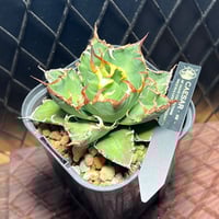 アガベ チタノタ【ヤクザシーザー】発根済み子株 | Miura Farm