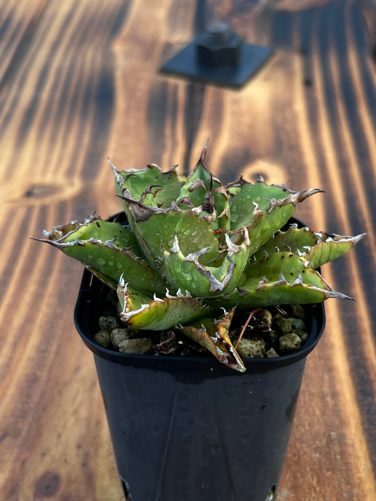 アガベ【狂刺夕映】小株 | Miura Farm