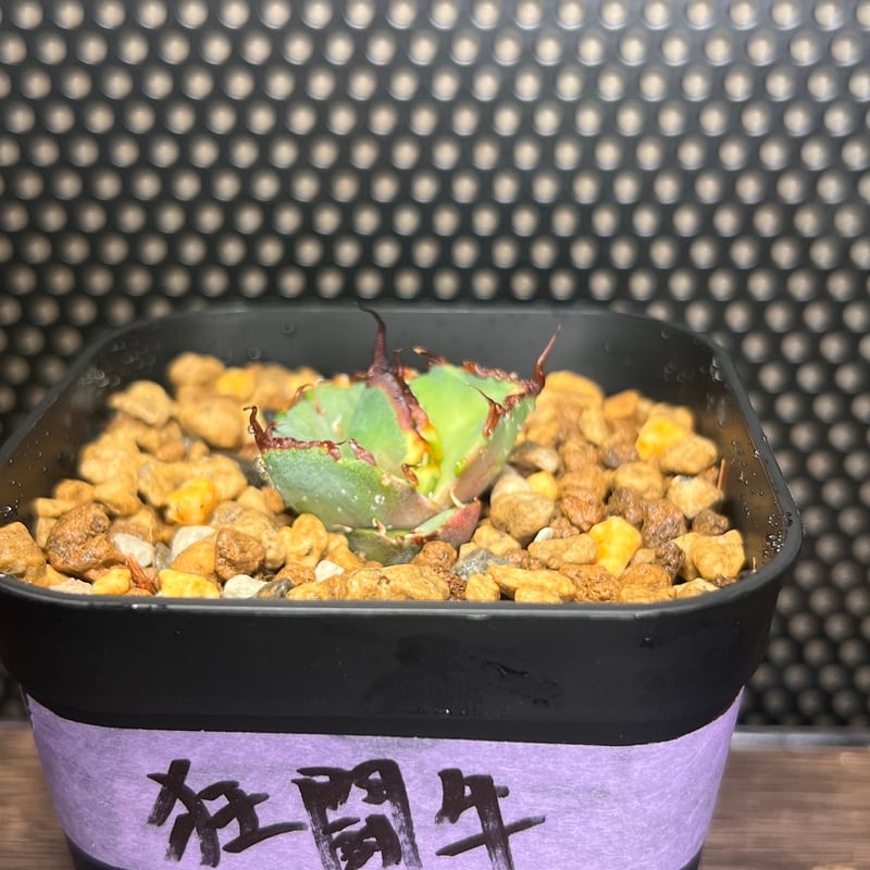 狂闘牛】 (DENNIS043) 育成株直の子株 発根済み | Miura Farm