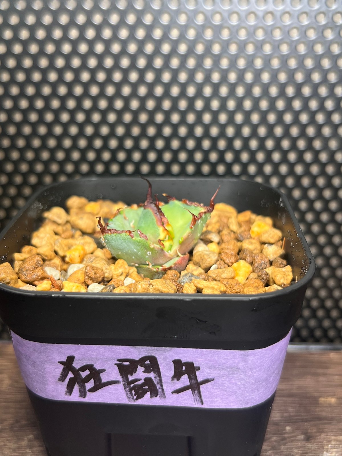 アガベ　Dennis043 狂闘牛】 (DENNIS043) 育成株直の子株 発根済み | Miura Farm