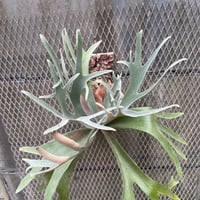 1981】育成株直の子株 発根済み | Miura Farm