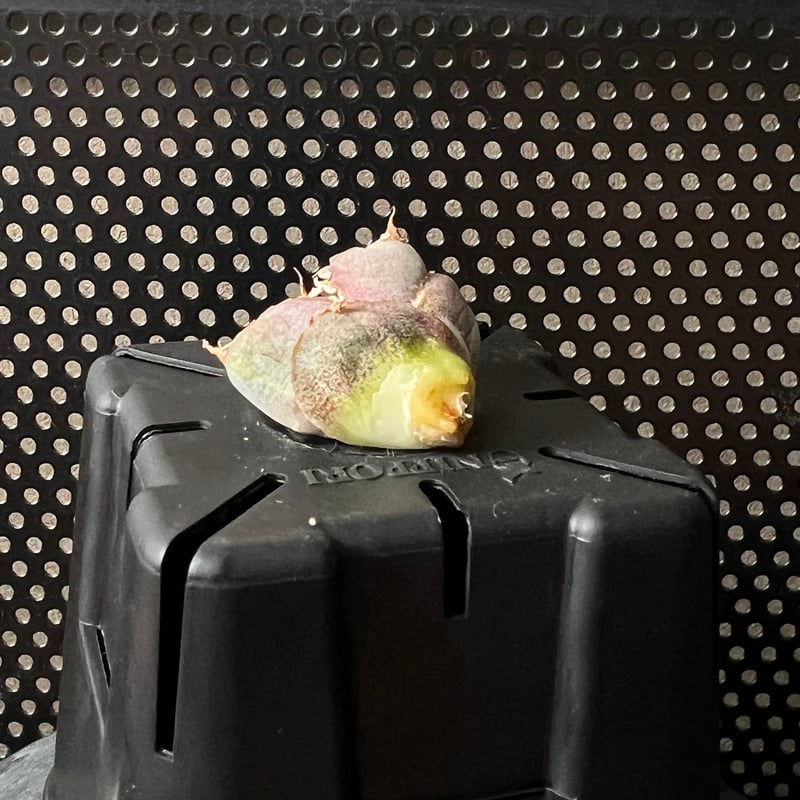 アルマダドワーフ　オリジナル　子株 ThePlantSociety_47.jpg?v=