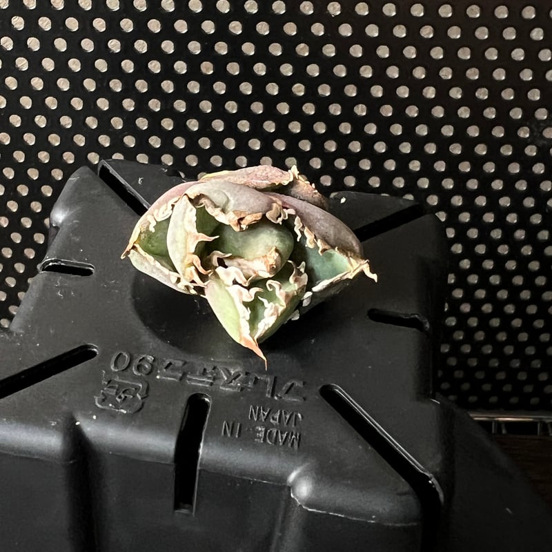 ラスト株【APOLLO】オリジナルネームド育成株直の子株 未発根 | Miura Farm