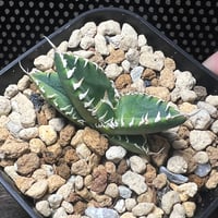 ホワイトファイヤー】育成株直の子株 発根済み | Miura Farm