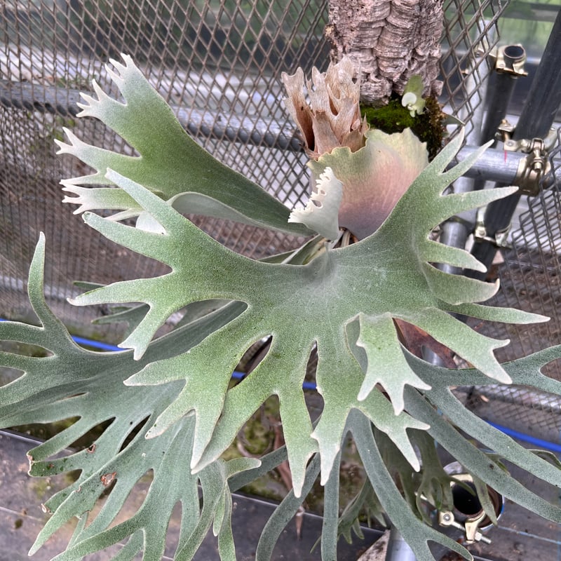 platycerium CELSO TATSUTA板付子株 | Miura Farm 